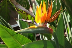 Gomera Urlaub2006 613