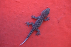 La Gomera 2010 089
