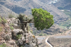 La Gomera 2010 742