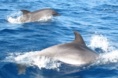 La Gomera 2008 zoom675