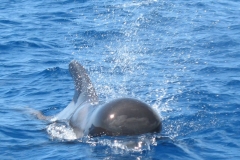 La Gomera 2008 zoom814