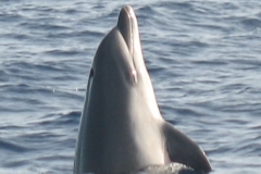 La Gomera Juni 2009 zoom 239