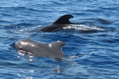 La Gomera Urlaub 2009 841 zoom